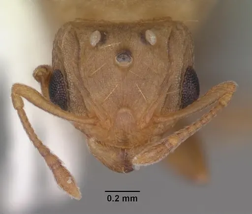 Wasmannia auropunctata specimen CASENT0102747 image casent0102747_2