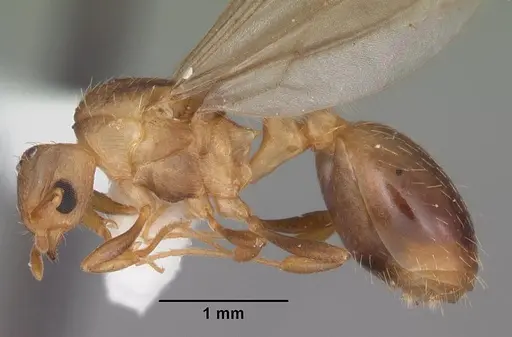 Wasmannia auropunctata specimen CASENT0102747 image casent0102747_3