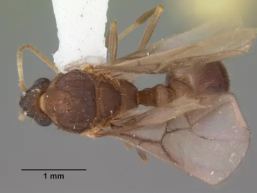 Wasmannia auropunctata specimen CASENT0102748 image casent0102748_1