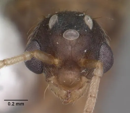 Wasmannia auropunctata specimen CASENT0102748 image casent0102748_2