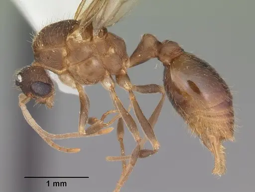 Wasmannia auropunctata specimen CASENT0102748 image casent0102748_3
