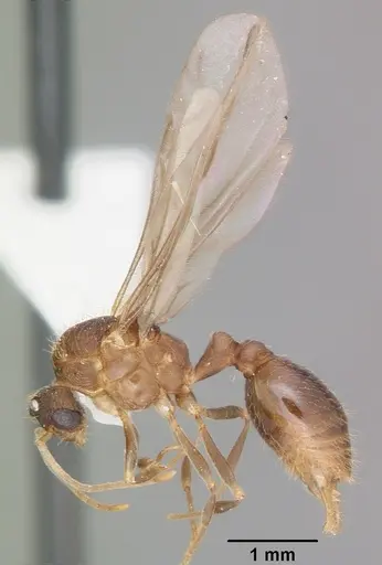 Wasmannia auropunctata specimen CASENT0102748 image casent0102748_4