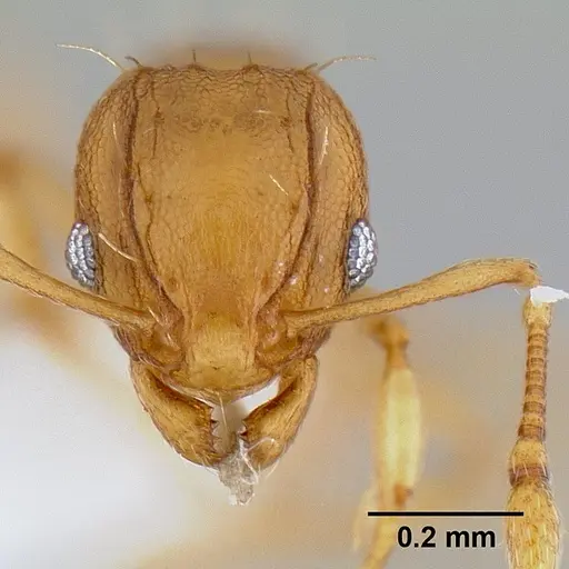 Wasmannia auropunctata specimen CASENT0106114 image casent0106114_2