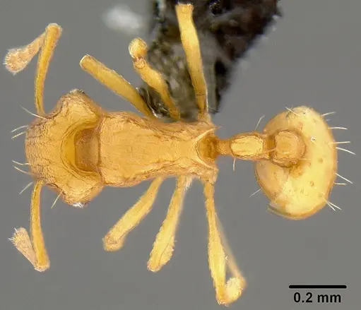 Wasmannia auropunctata specimen CASENT0171093 image casent0171093_1