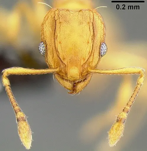 Wasmannia auropunctata specimen CASENT0171093 image casent0171093_2
