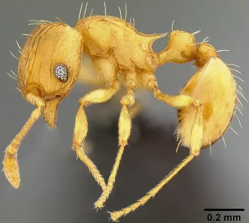 Wasmannia auropunctata specimen CASENT0171093 image casent0171093_3