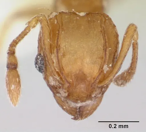 Wasmannia auropunctata specimen CASENT0173249 image casent0173249_2