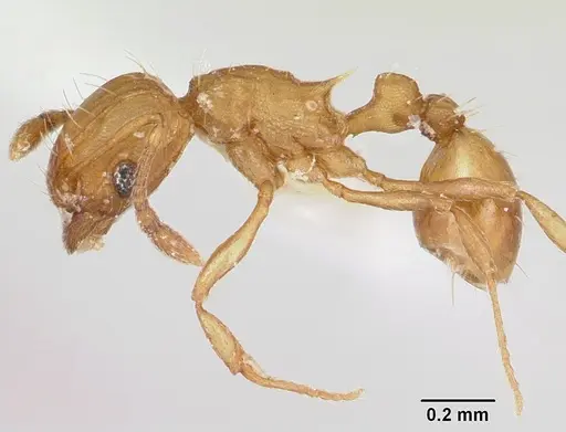 Wasmannia auropunctata specimen CASENT0173249 image casent0173249_3
