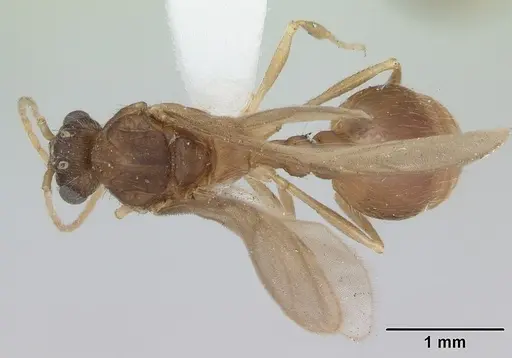 Wasmannia auropunctata specimen CASENT0173250 image casent0173250_1