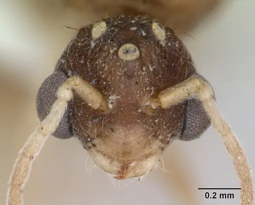 Wasmannia auropunctata specimen CASENT0173250 image casent0173250_2