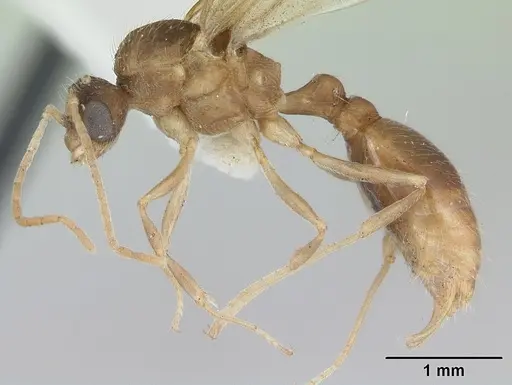 Wasmannia auropunctata specimen CASENT0173250 image casent0173250_3