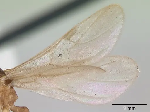 Wasmannia auropunctata specimen CASENT0173250 image casent0173250_4