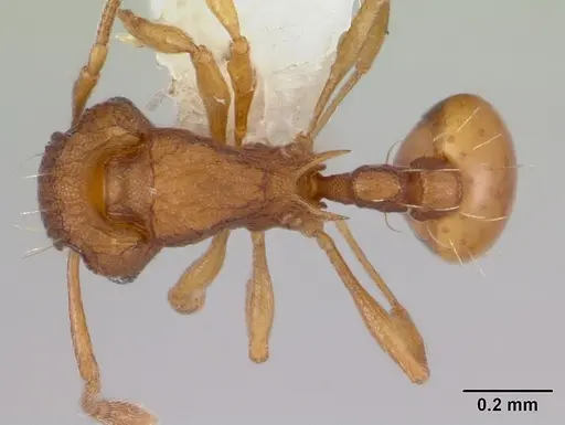 Wasmannia auropunctata specimen CASENT0178173 image casent0178173_1
