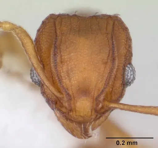 Wasmannia auropunctata specimen CASENT0178173 image casent0178173_2