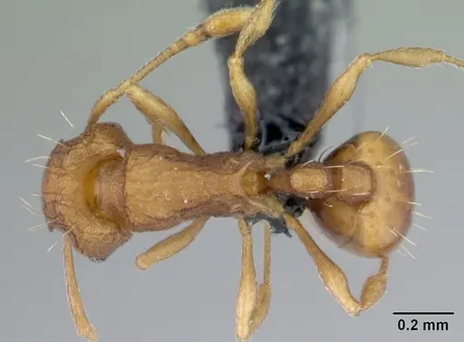 Wasmannia auropunctata specimen CASENT0178667 image casent0178667_1