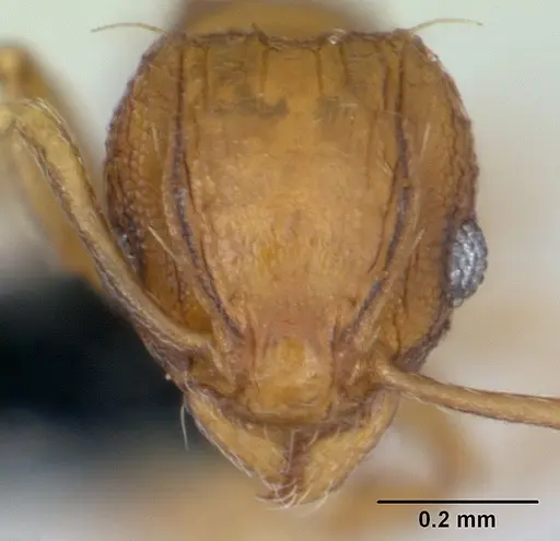 Wasmannia auropunctata specimen CASENT0178667 image casent0178667_2