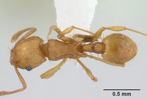 Wasmannia auropunctata specimen CASENT0179473 image casent0179473_1