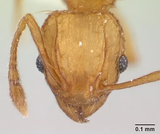 Wasmannia auropunctata specimen CASENT0179473 image casent0179473_2