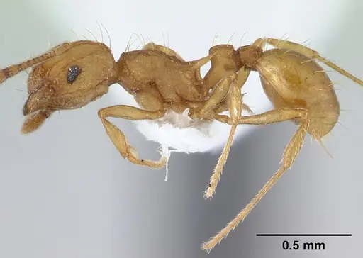 Wasmannia auropunctata specimen CASENT0179473 image casent0179473_3