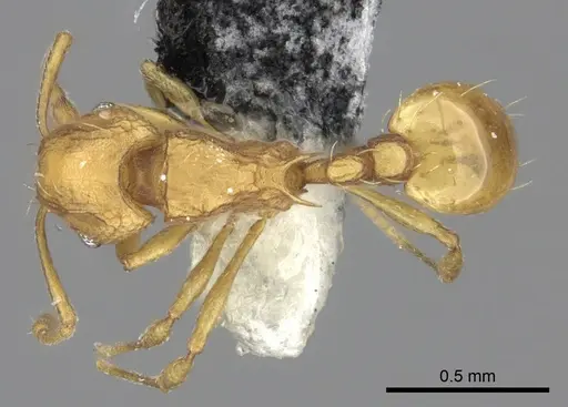 Wasmannia auropunctata specimen CASENT0199846 image casent0199846_1