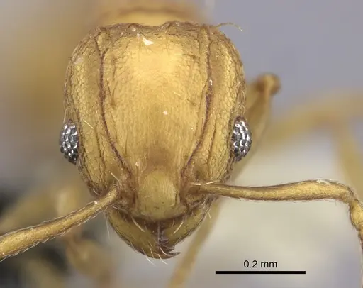 Wasmannia auropunctata specimen CASENT0199846 image casent0199846_2