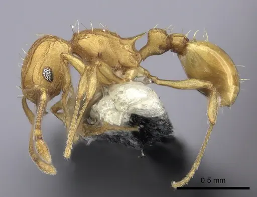 Wasmannia auropunctata specimen CASENT0199846 image casent0199846_3