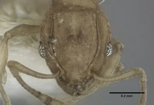 Wasmannia auropunctata specimen CASENT0246164 image casent0246164_2