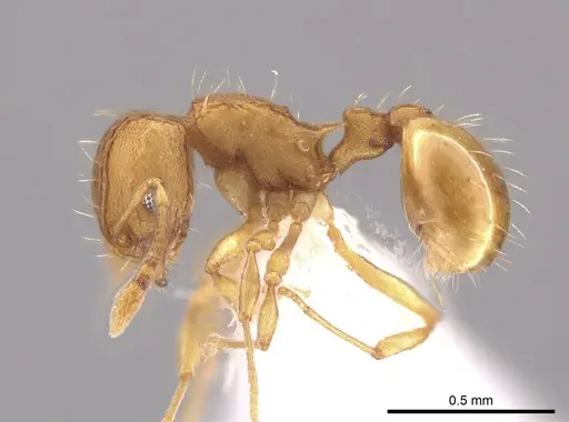 Wasmannia auropunctata specimen CASENT0650677 image casent0650677_3