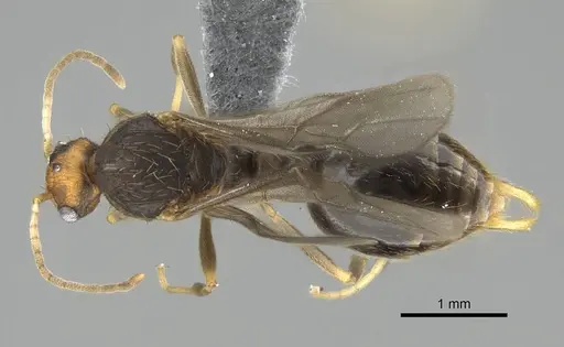 Wasmannia auropunctata specimen CASENT0729245 image casent0729245_1