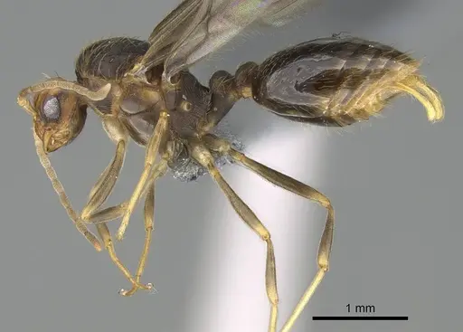 Wasmannia auropunctata specimen CASENT0729245 image casent0729245_3