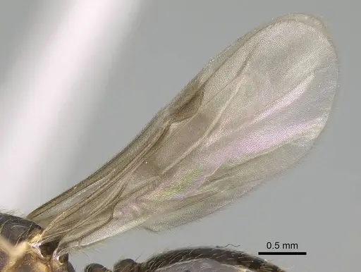 Wasmannia auropunctata specimen CASENT0729245 image casent0729245_4