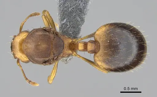 Wasmannia auropunctata specimen CASENT0729246 image casent0729246_1
