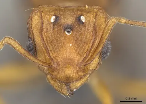 Wasmannia auropunctata specimen CASENT0729246 image casent0729246_2
