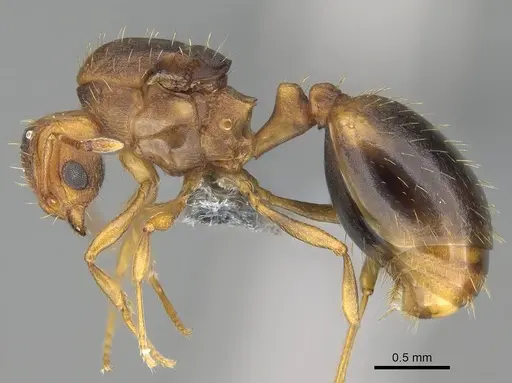 Wasmannia auropunctata specimen CASENT0729246 image casent0729246_3