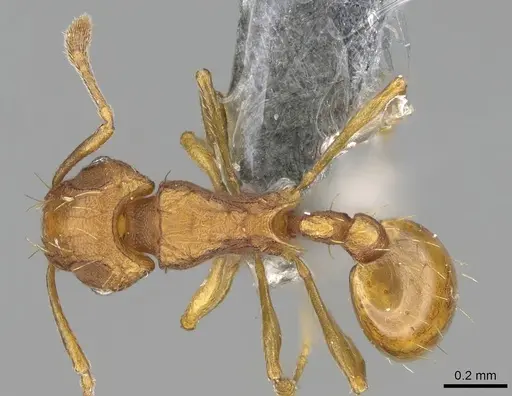 Wasmannia auropunctata specimen CASENT0767596 image casent0767596_1