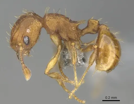 Wasmannia auropunctata specimen CASENT0767596 image casent0767596_3
