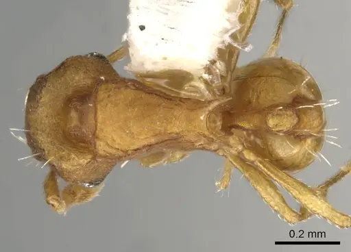 Wasmannia auropunctata specimen CASENT0900316 image casent0900316_1