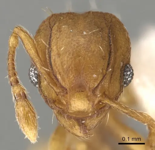 Wasmannia auropunctata specimen CASENT0900316 image casent0900316_2