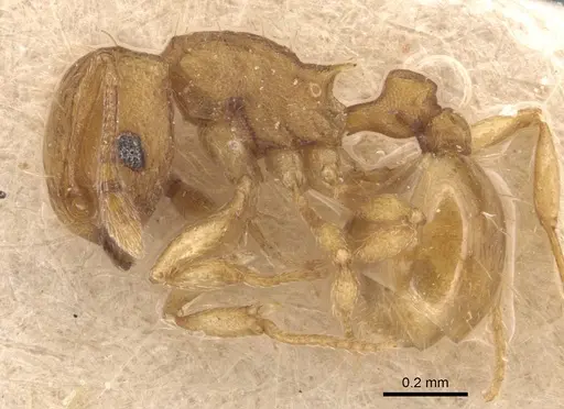 Wasmannia auropunctata specimen CASENT0904873 image casent0904873_3