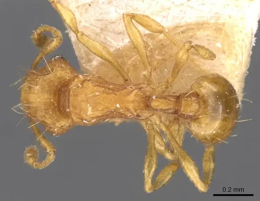 Wasmannia auropunctata specimen CASENT0909213 image casent0909213_1