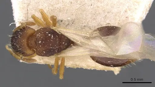 Wasmannia auropunctata specimen CASENT0909217 image casent0909217_1