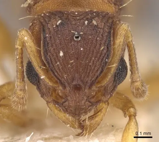 Wasmannia auropunctata specimen CASENT0909217 image casent0909217_2