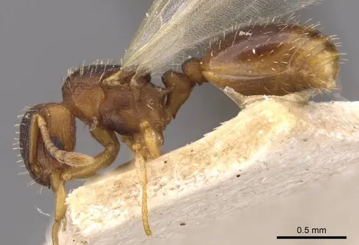 Wasmannia auropunctata specimen CASENT0909217 image casent0909217_3