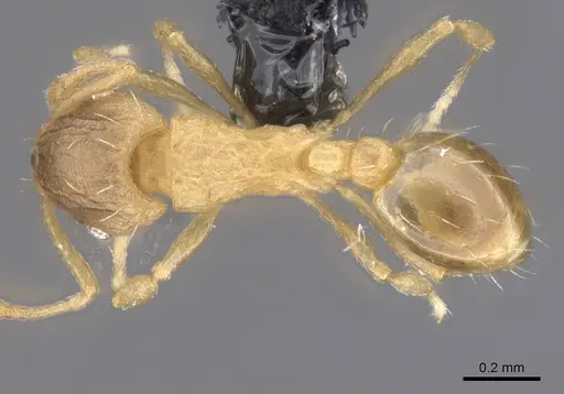 Wasmannia auropunctata specimen CASENT0912541 image casent0912541_1
