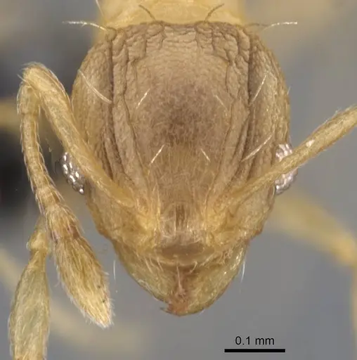 Wasmannia auropunctata specimen CASENT0912541 image casent0912541_2