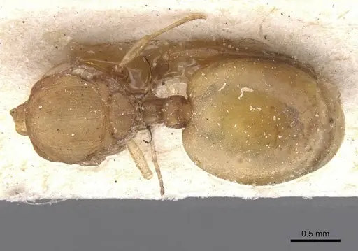 Wasmannia auropunctata specimen CASENT0912542 image casent0912542_1