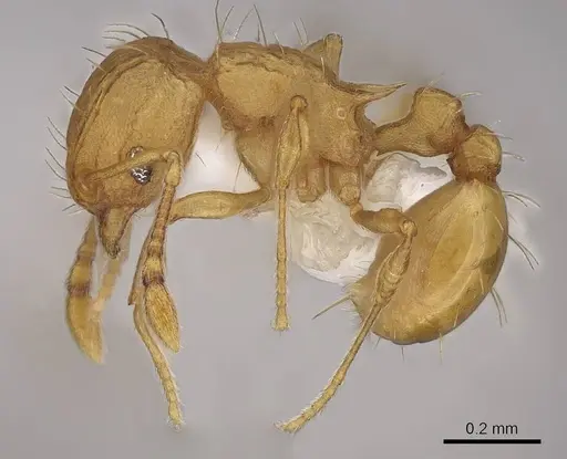 Wasmannia auropunctata specimen CASENT0922487 image casent0922487_3