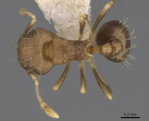 Wasmannia auropunctata specimen CASENT0922488 image casent0922488_1