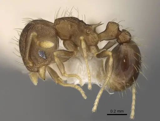 Wasmannia auropunctata specimen CASENT0922488 image casent0922488_3