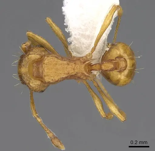 Wasmannia auropunctata specimen CASENT0922489 image casent0922489_1